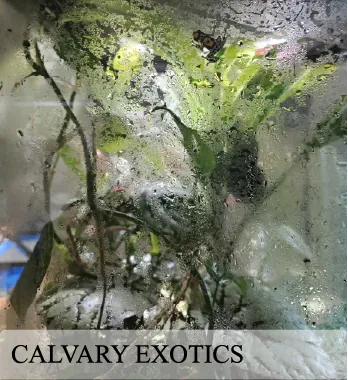 Planted bioactive terrarium built by Calvary Exotics