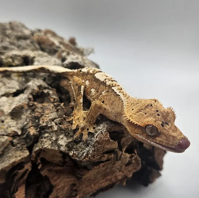 Brindle dalmatian crested gecko with white patterning and phantom