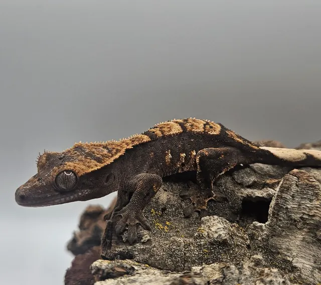 Dark base crested gecko with lighter patterning along the back