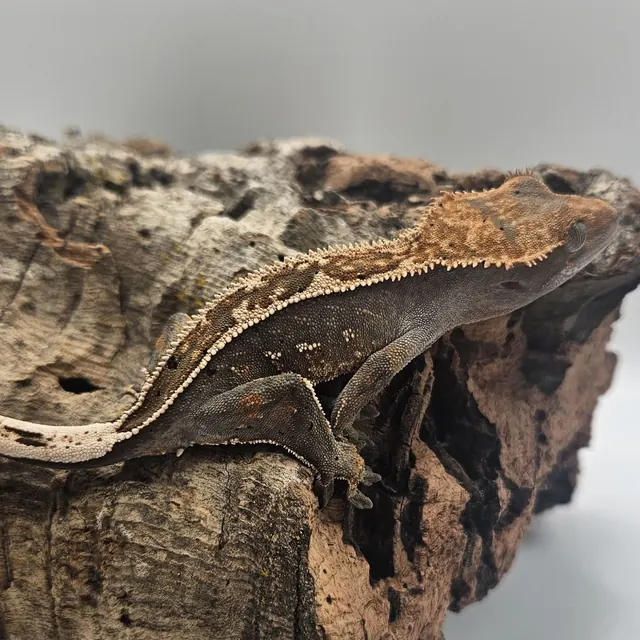 Dark pinstripe dalmatian crested gecko with portholes along its sides