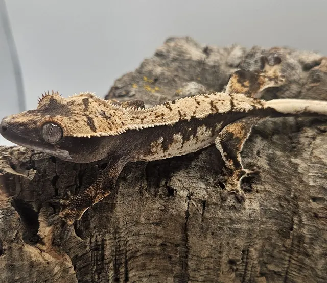 Dark harlequin whitewall crested gecko with cream coloring along its sides