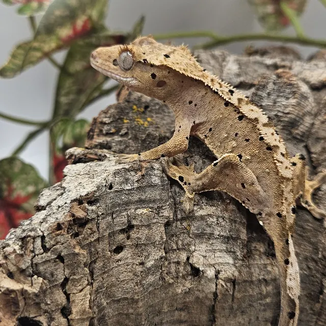 Dalmatian het axanthic crested gecko on cork bark, tan body with dark spots