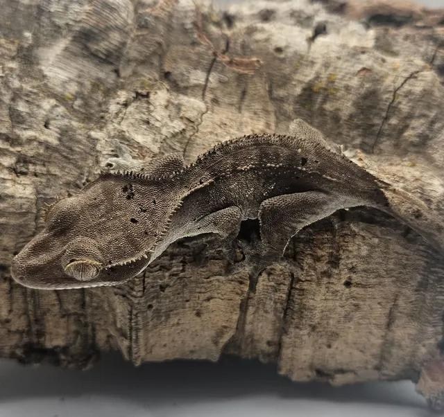 Dark phantom crested gecko with dalmatian spots and a muted, low-contrast pattern