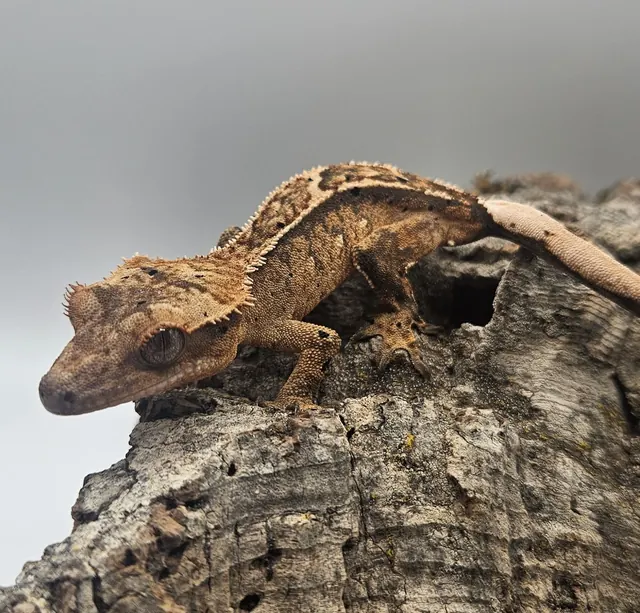 Tiger dalmatian reverse pinstripe crested gecko with portholes