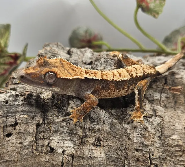 Dark harlequin tri-color crested gecko with partial pinstripe on cork bark