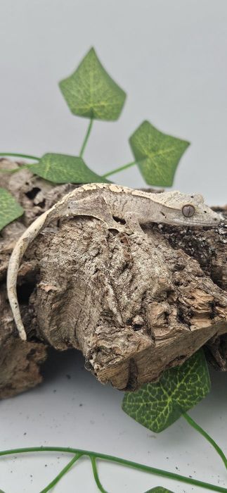 Captive-bred crested gecko resting on a cork bark branch with ivy