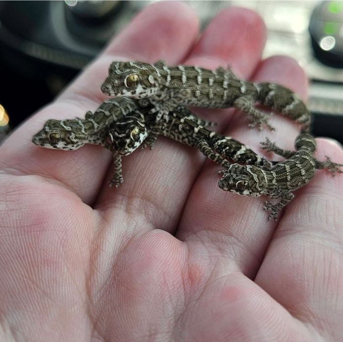 Two baby viper geckos held in an open hand