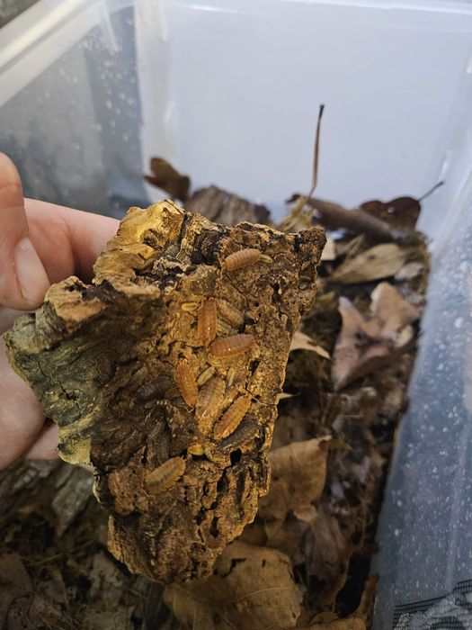 Lemonade isopods on leaf litter and bark in a culture bin