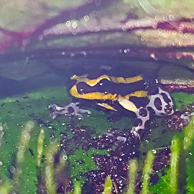 Yellow-banded dart frog in a planted vivarium