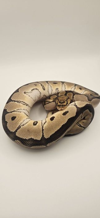 Ball python coiled on a light background