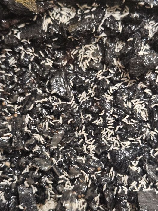 Springtail colony on dark bioactive substrate